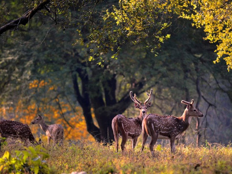 Deer at Kanha National Park